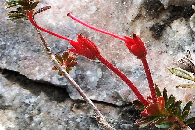 Rhodothamnus chamaecistus